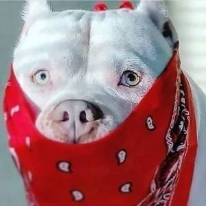 Meet your Posher, Sherry